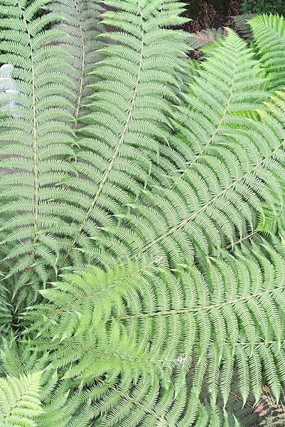 Fern Fan - LANDSCAPES & TREES