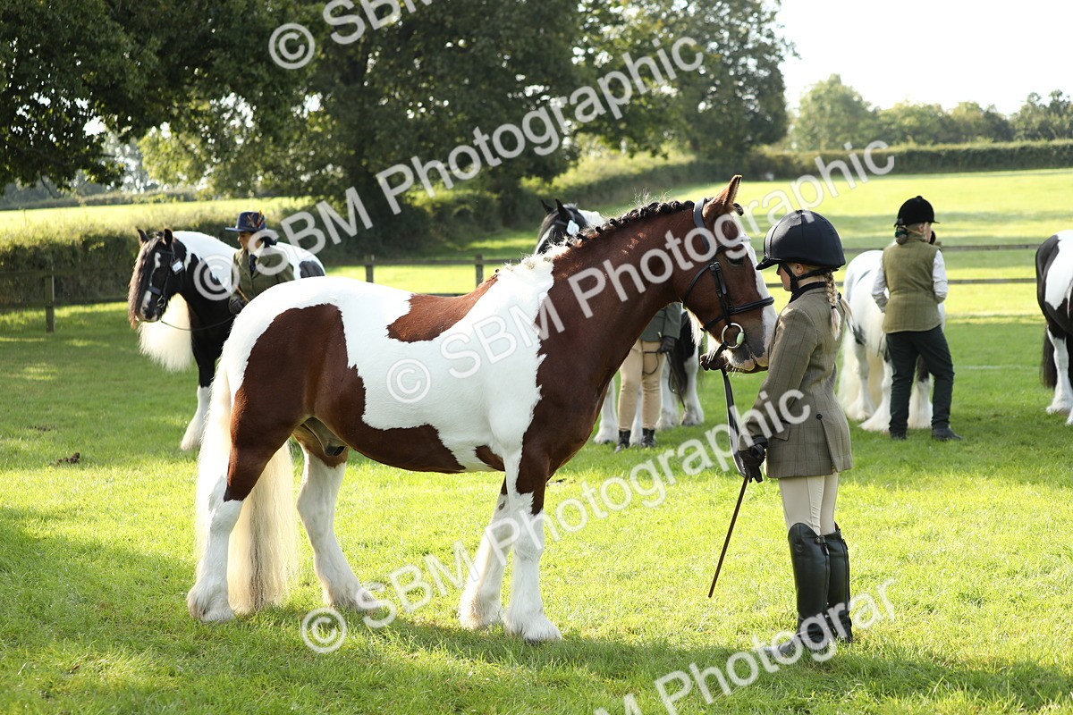 SBM_60942 - S43 - Coloured Pony In Hand