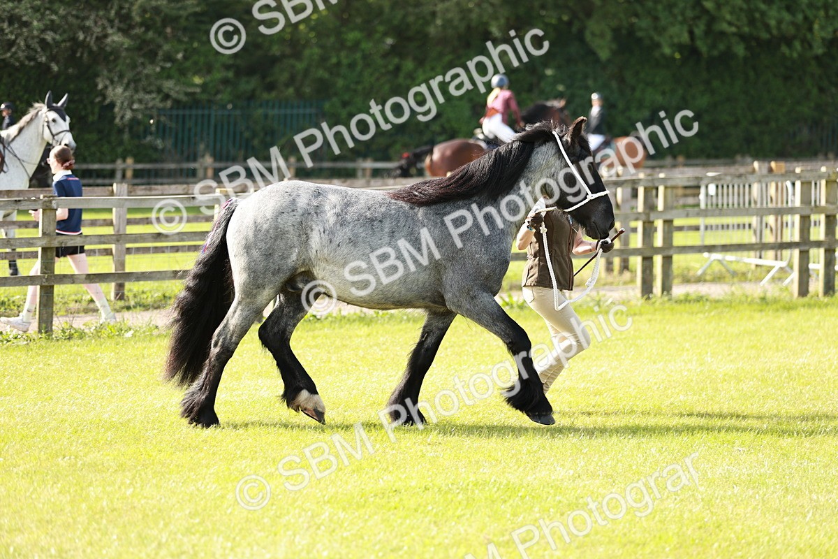 SBM_00703 - Class 14-23 - Mountain & Moorland In Hand Non Welsh