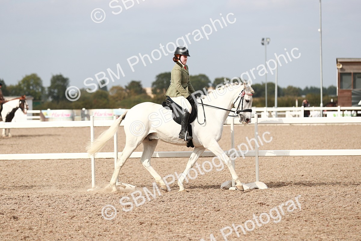 SBM_17509 - Class 215 Ridden Hack/ Riding Horse