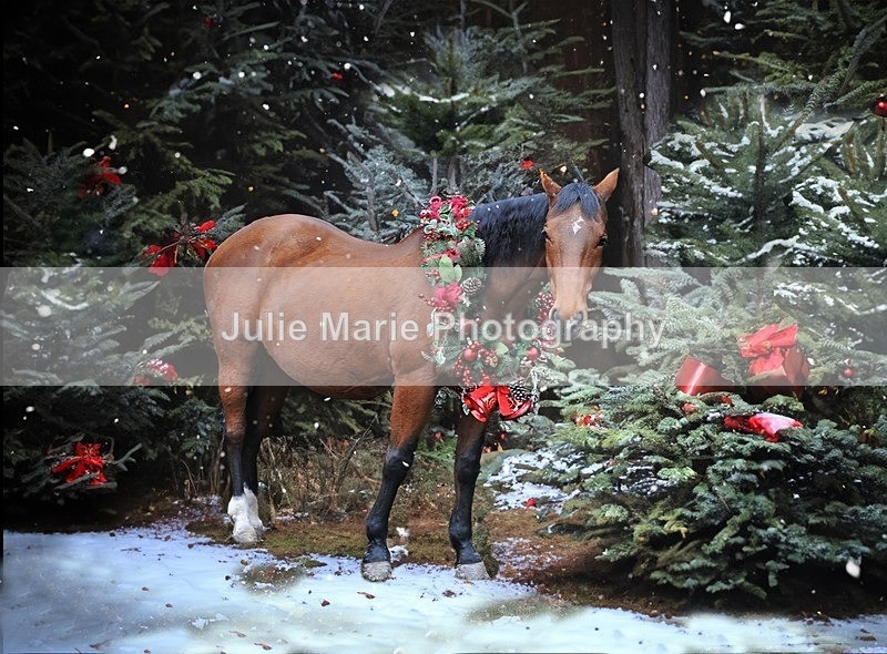 DSC_5489cgghsnow - Equine Photography