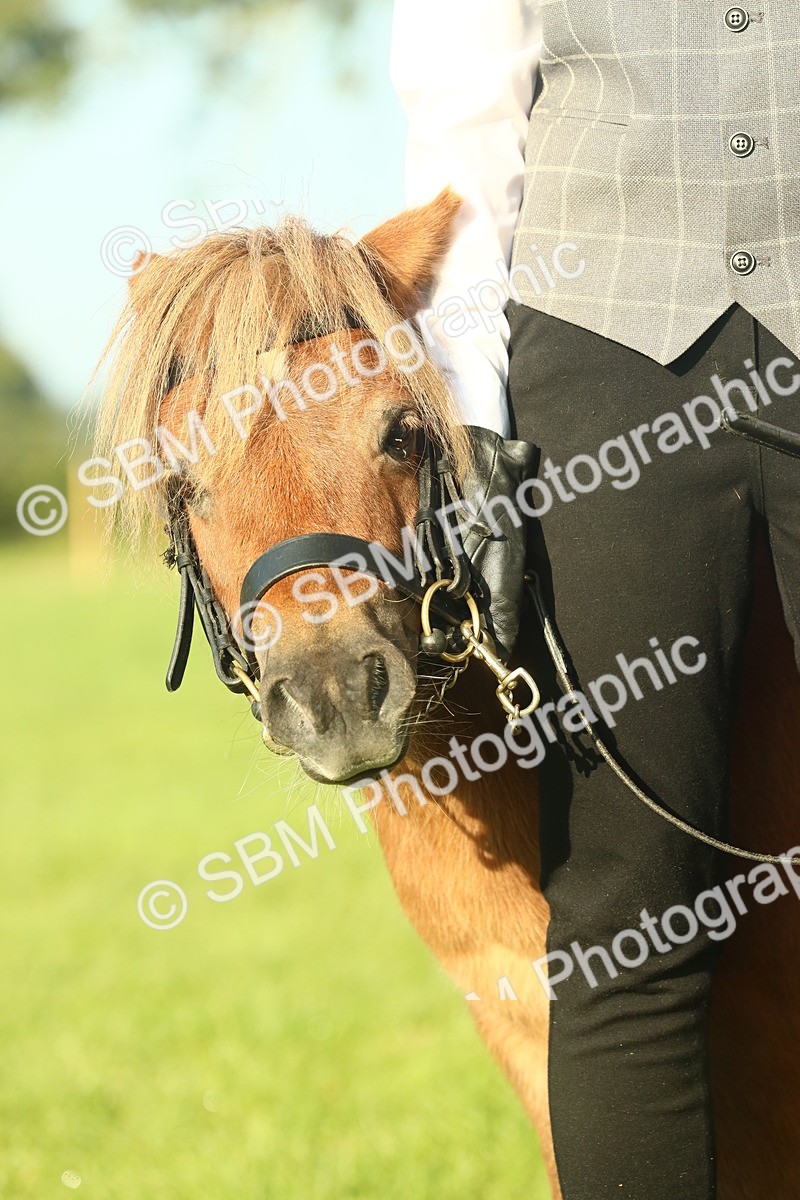SBM_58445 - S37 - Starters In Hand Showing