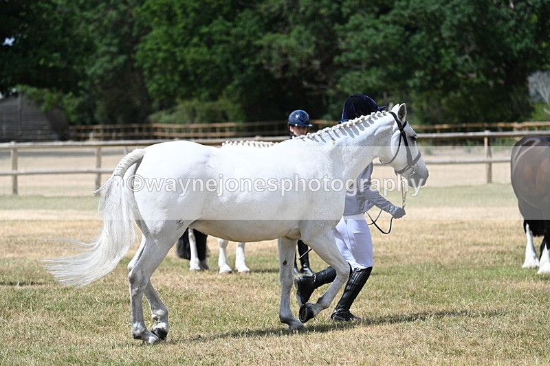 WJ7_1614 - Class 4 Prettiest Mare up to 14.2hh in hand