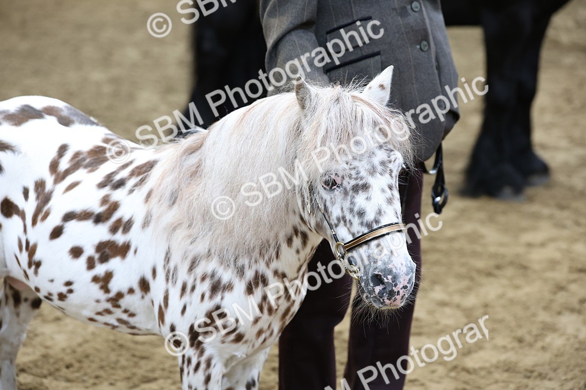 SBM_22506 - Class 902 - Supreme Final - IH Diamond