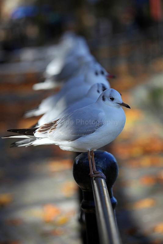  - Birds, swans and gulls
