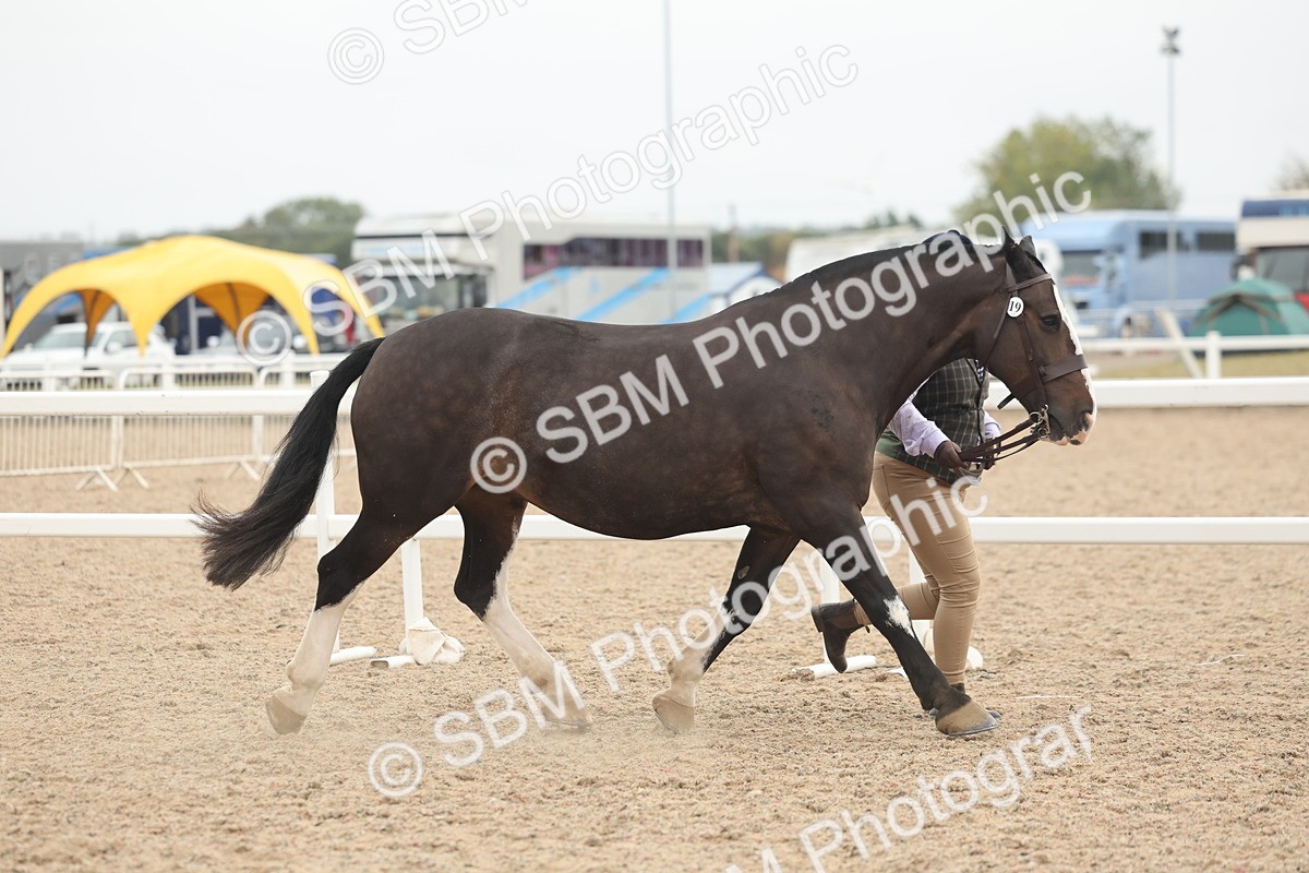 SBM_19789 - Class 318 - IH Part Bred Horse-Pony