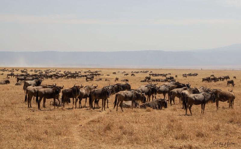 Widlebeeste Herd - Landscapes