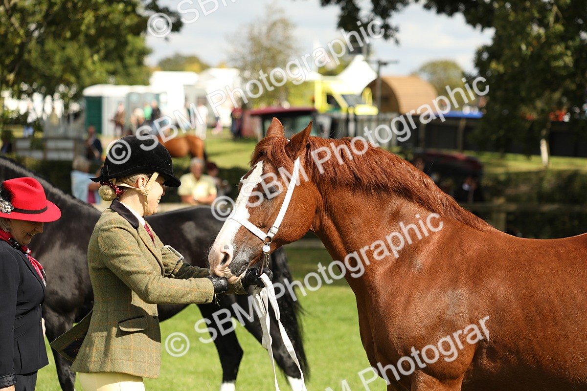 SBM_65402 - S47 - Mountain & Moorland In Hand Large Breeds