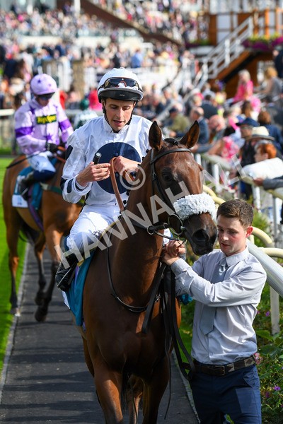 240823-Race 6-Gushing Gold-0762 - Race 6 4.45pm Or8Wellness EBF Stallions Nursery Handicap