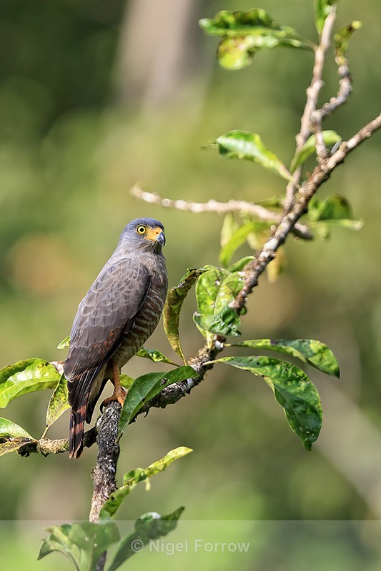 Roadside Hawk, view from side, Costa Rica - Roadside Hawk