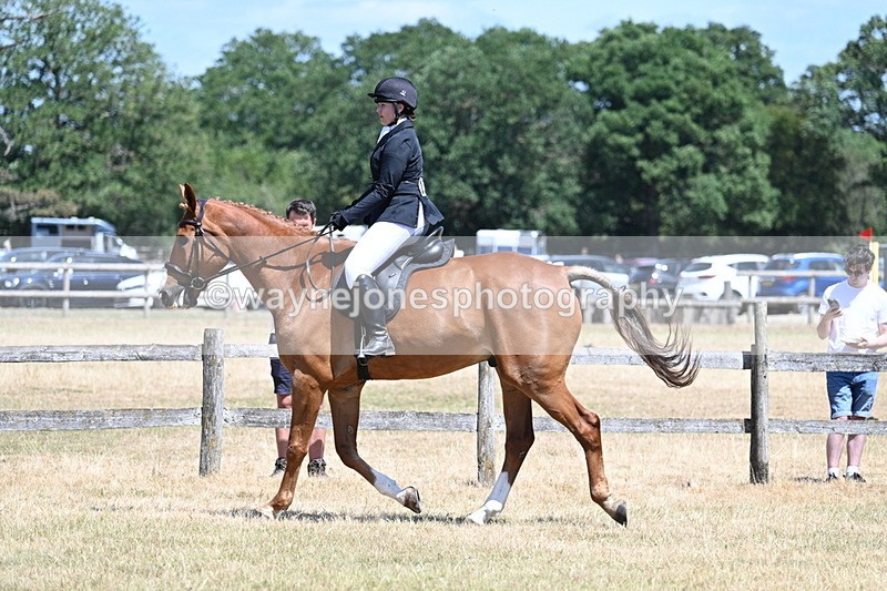 WJ7_2778 - Class 7 Riding Club Show Horse