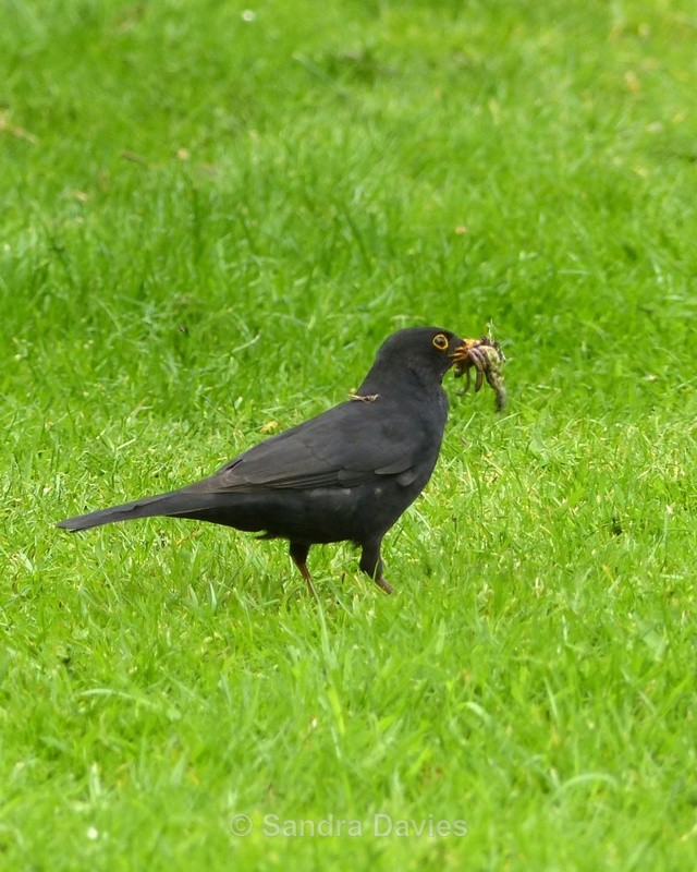 Hungry blackbird - Wildlife & People