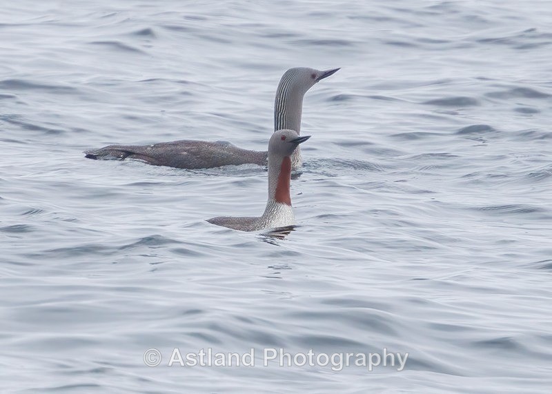 Red-throated Divers - Latest Images