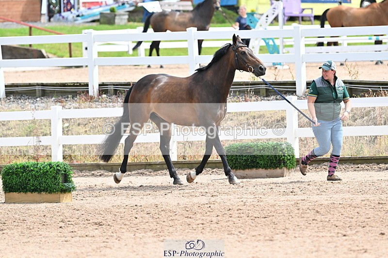 240717A-144210-02206 - Trot Up 2pm to 3pm - This folder is not in time order