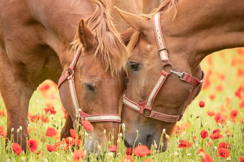  - Home Page Images