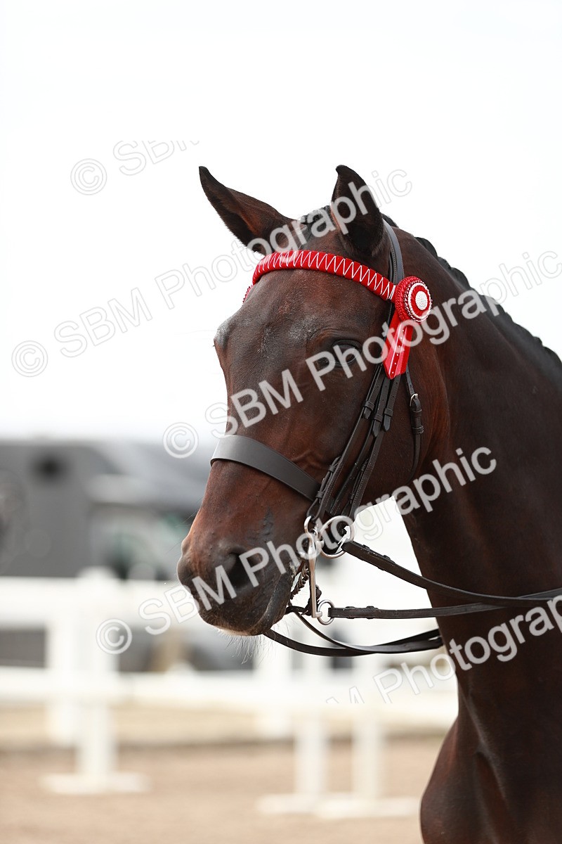 SBM_17607 - Class 215 Ridden Hack/ Riding Horse