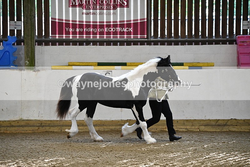 WJ5_3437 - Class 1 Youngstock