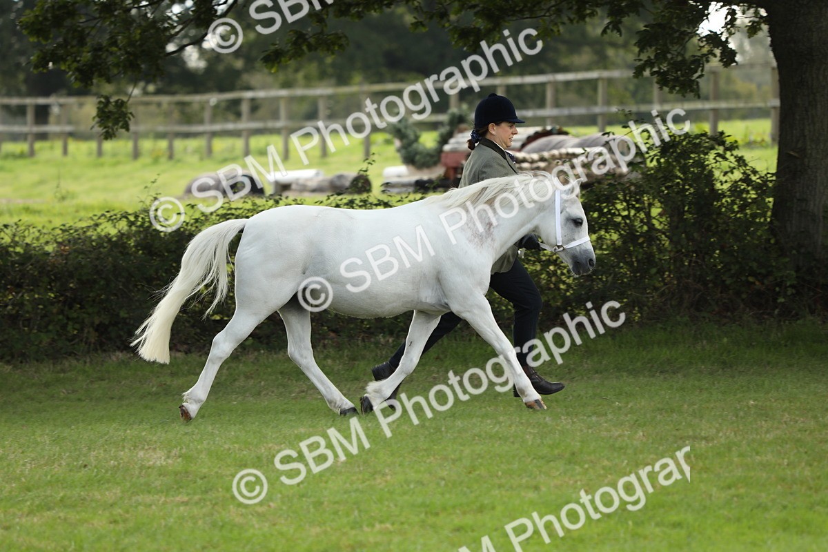 SBM_62734 - S46 - Mountain & Moorland In Hand Small Breeds