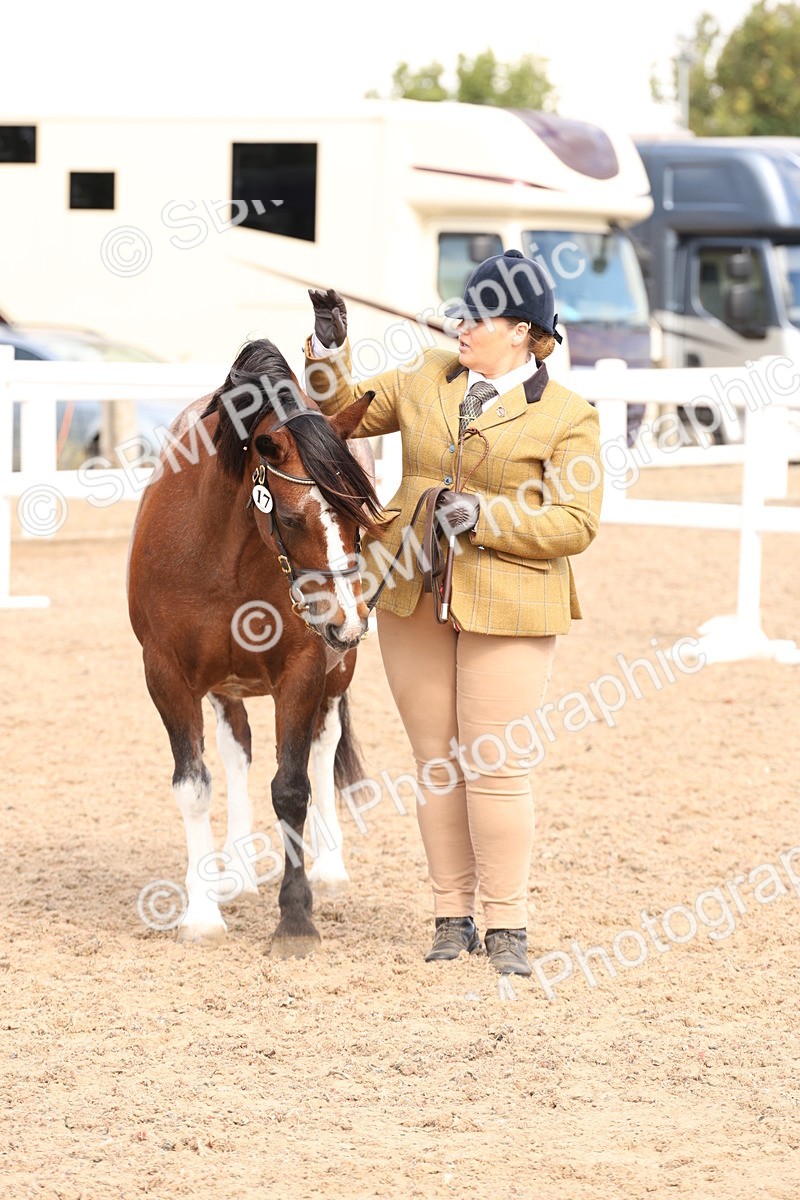 SBM_13988 - Class 205 - IH Show Pony - Show Hunter Pony