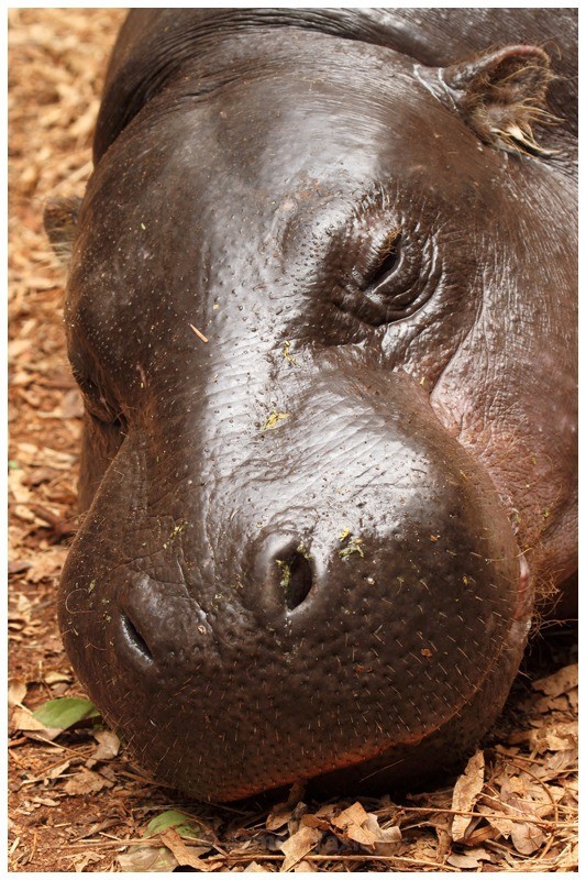 Pygmy Hippopotamus - Kenyan Safari 2013