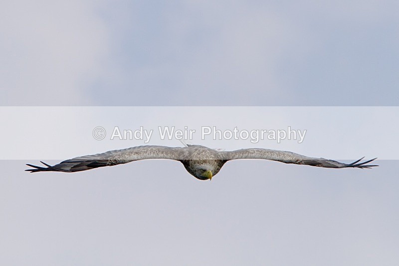 20120529-_MG_9139 - White Tailed Eagle