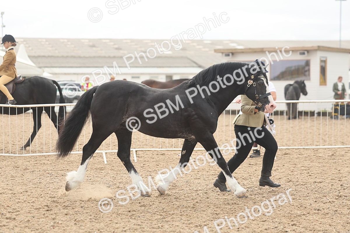 SBM_03204 - Class 16 - IH M&M Wildcard