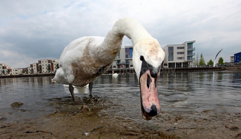 Mute swans feeding in an urban environment_00431 - Birds, swans and gulls