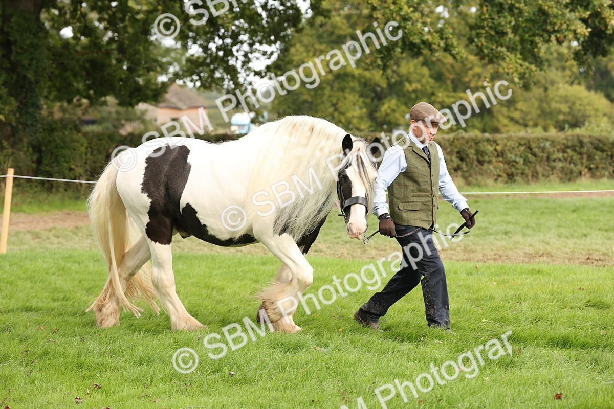 SBM_57480 - S56 - Show Cob in Hand
