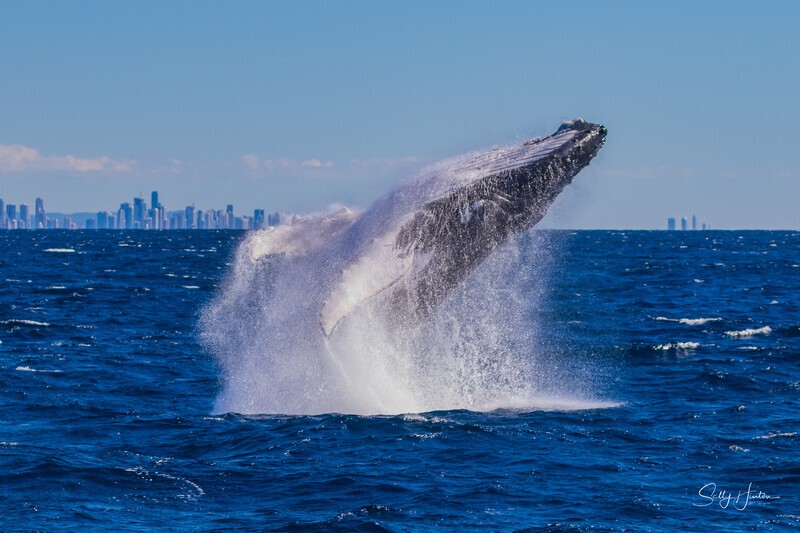 Humpback Breach into the wind 7. 0A3A2693 - 2025 Whales