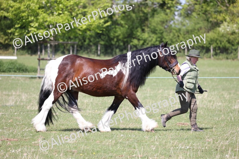 20250427-2966 - Class 27 - Coloured Horse and Pony