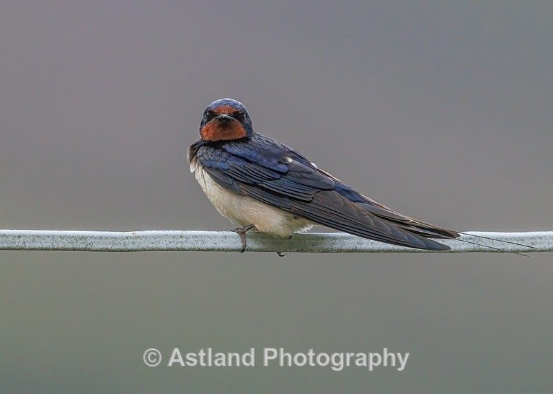 Swallow - Latest Images
