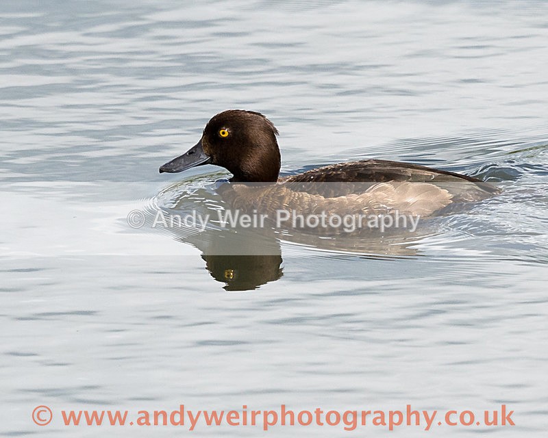 20150627-8E0A9817 - Tufted Duck