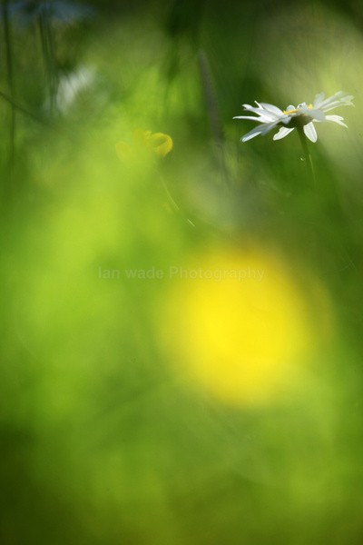  - Wild Flowers,  plants & Fungus photography, Great Britain