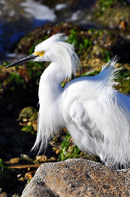 Snowy Egret - Birds and Animals