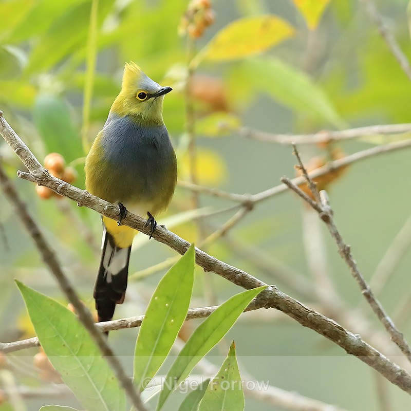 Long-tailed Silky-flycatcher (male), Costa Rica - Long-tailed Silky-flycatcher
