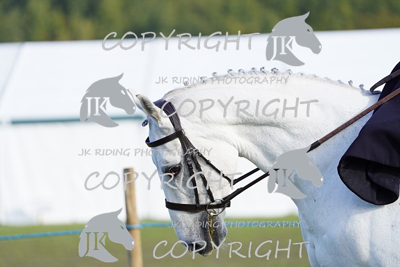 _DSC9385 - Class 8 & 17 Ridden Hunter & Ridden Hunter Pony