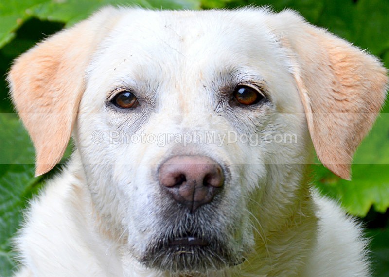  - Yellow and Black Labradors