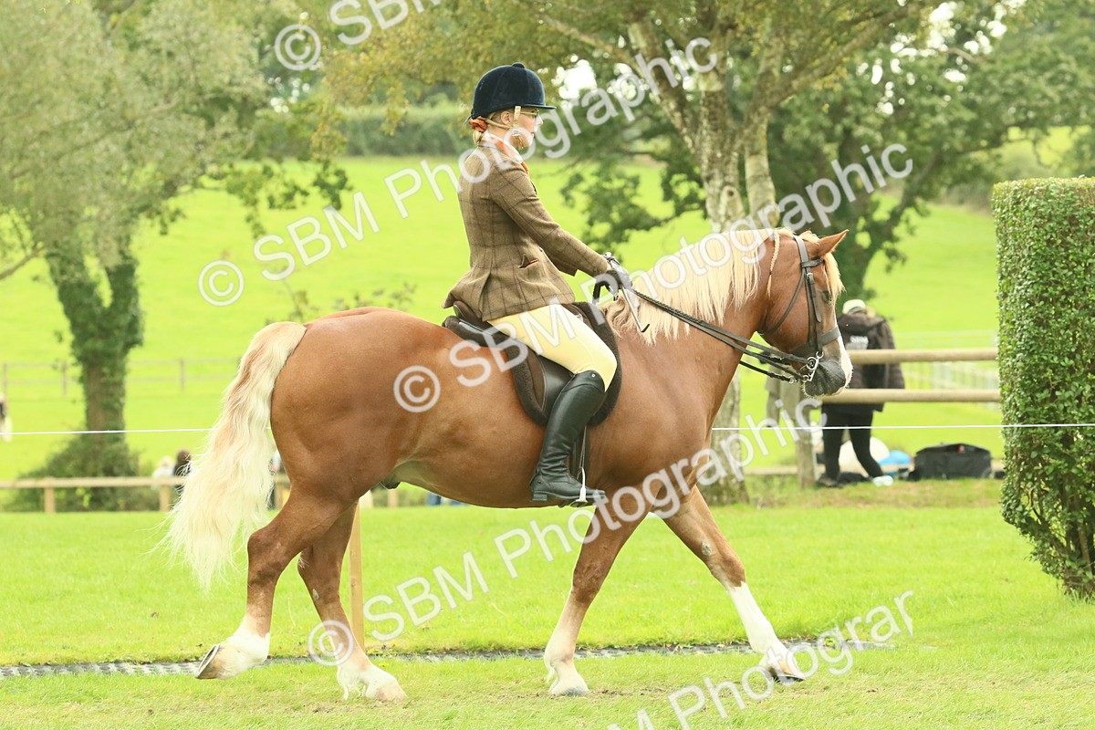 SBM_71828 - S60 - Mountain & Moorland Ridden Large Breeds