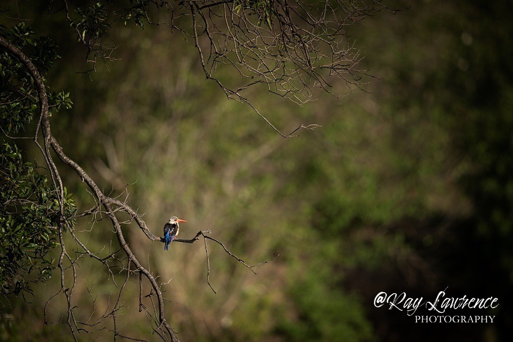 Masai Mara 100223_RLP107379 - Colour Fine Art Wildlife