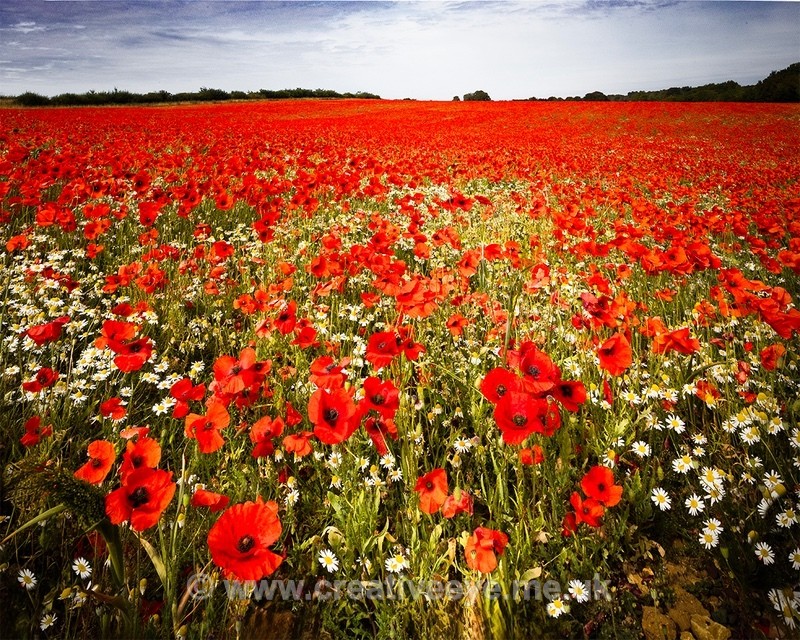 No.0121 Exton Road Poppies - Landscape