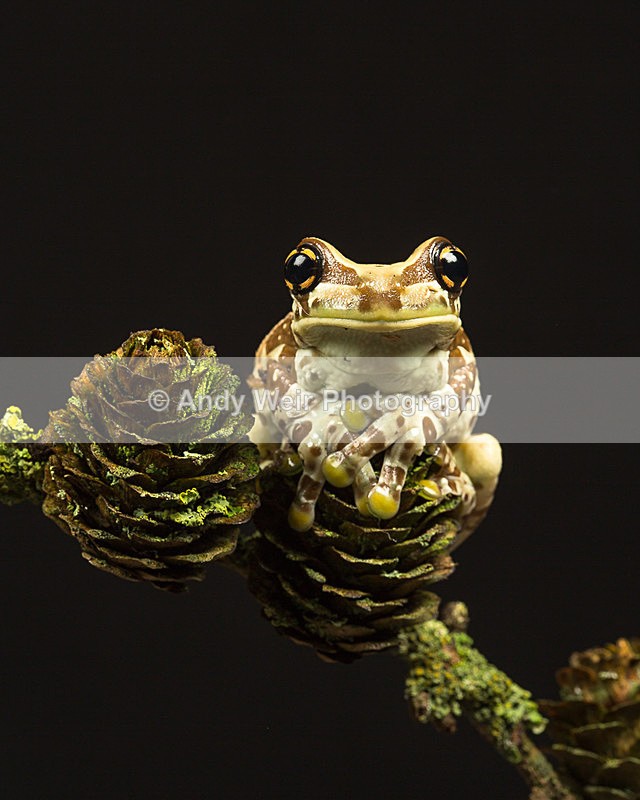 20140325-3K8A9545 - Frogs & Toads