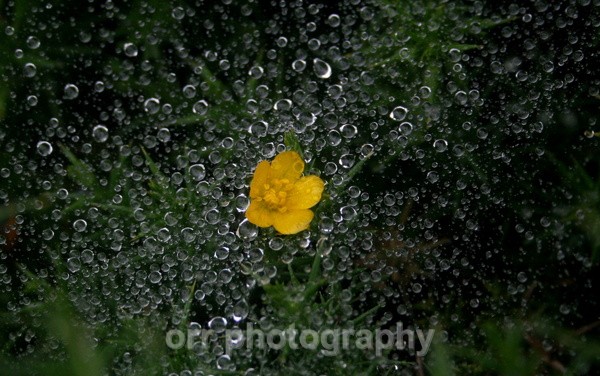  - Flowers