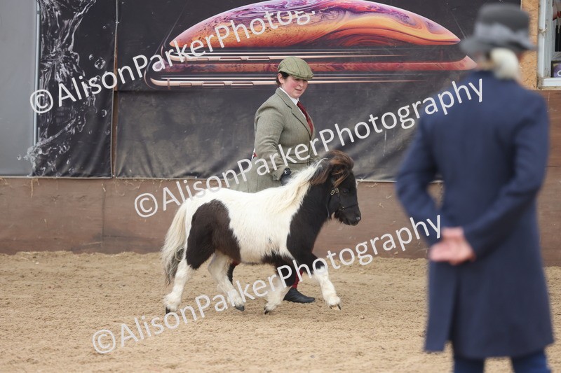 20251109-0168 - Class 9 - Foals