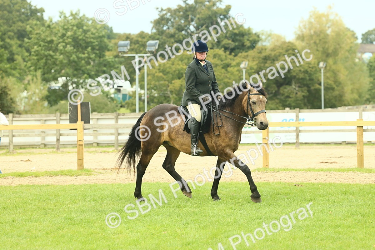 SBM_71948 - S60 - Mountain & Moorland Ridden Large Breeds