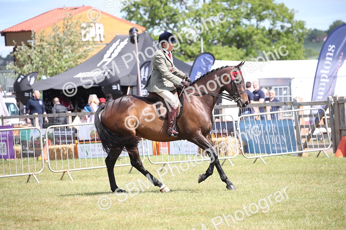 SBM_13341 - Class 95-96 - LIHS BSHA Rising Star Hack Riding Horse