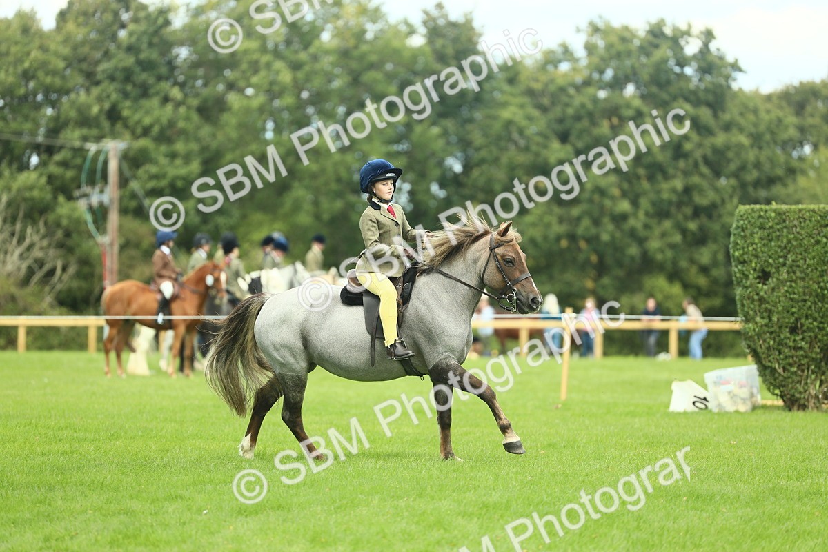 SBM_42763 - S30 - M&M Working hunter Pony