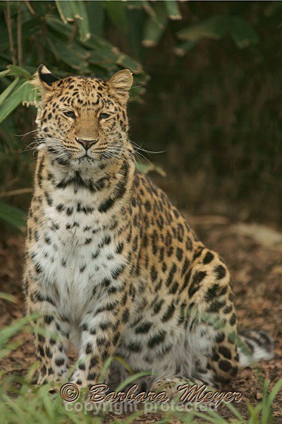 Amur Leopard - Amara (Cotswold WP) - Amur Leopards