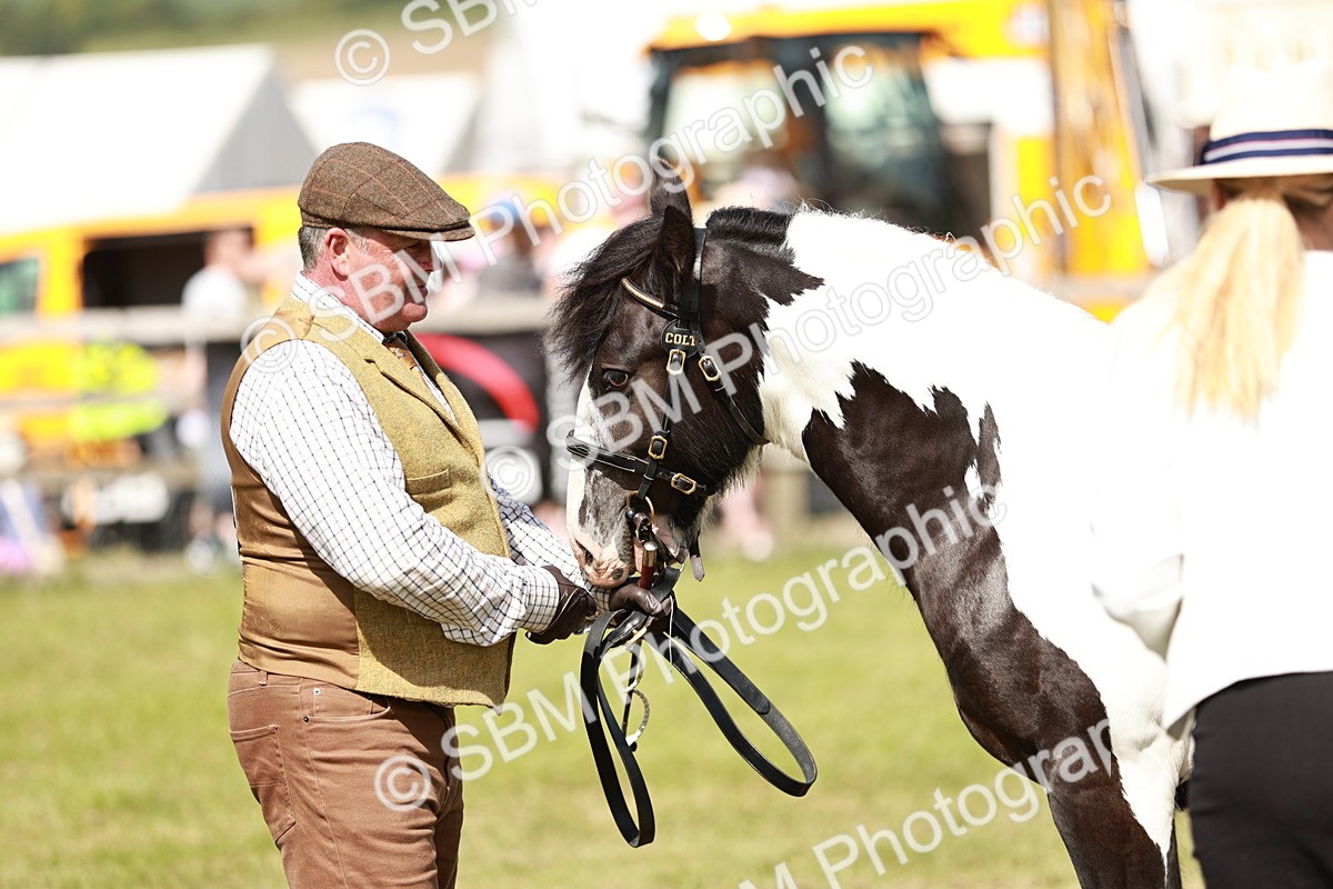 SBM_08641 - Class 63-65 - Traditional Gypsy Cobs In Hand & Ridden