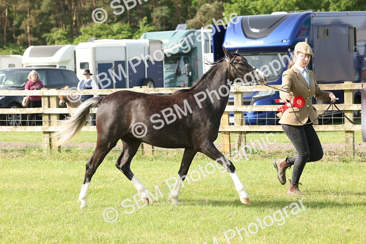 SBM_00715 - Class 6-13 - Mountatin and Moorland In Hand Welsh Breeds