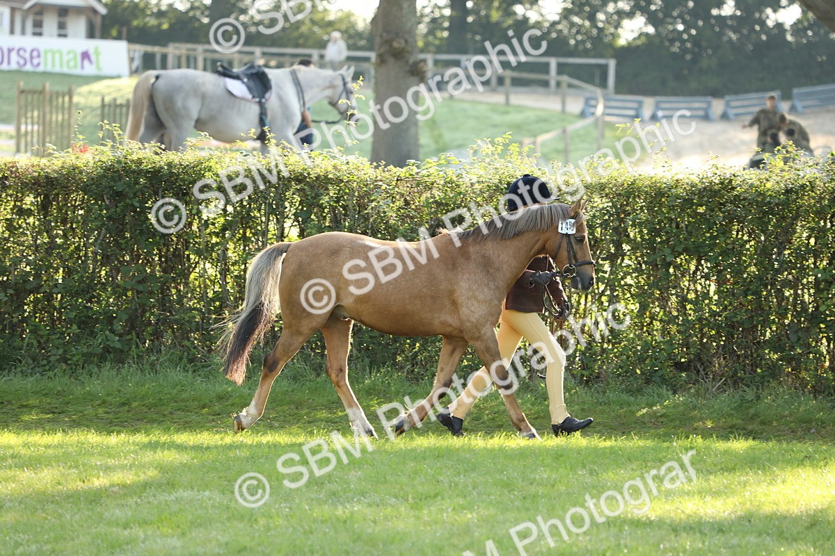 SBM_60824 - S43 - Coloured Pony In Hand
